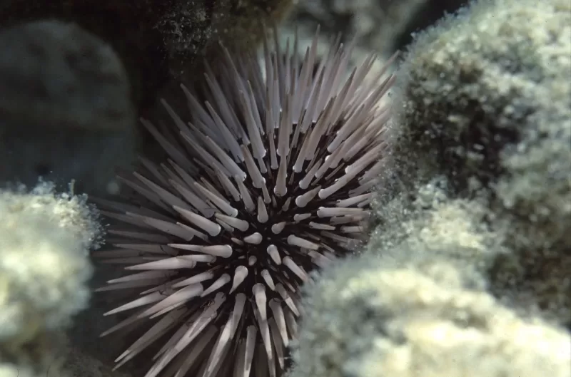 closeup photo of sea urchin